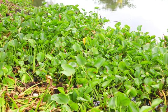 Water hyacinth (Eichornia crassipes) is a floating aquatic plant.