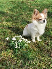 snowdrop flowers and chihuahua in the spring