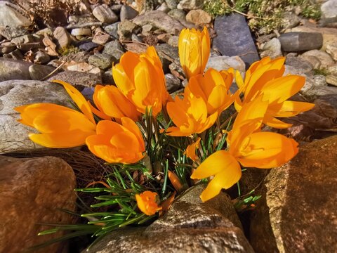 yellow crosus flowers