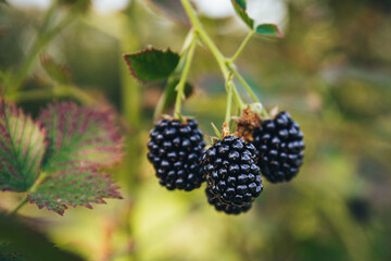close-up Ripe black blackberries hang in clusters on blackberry bushes