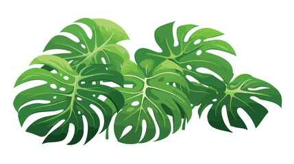Monstera leaves. Tropical vector illustration