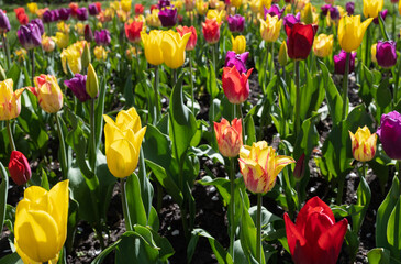 beautiful flowerbed of blooming colorful tulips in a garden or park on a sunny spring day