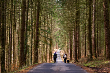 People walk along the road in the spring forest. Central Europe.