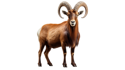 A magnificent creature with impressive horns stands confidently against a pristine white backdrop