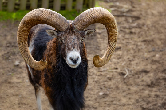 The mouflon (Ovis gmelini).