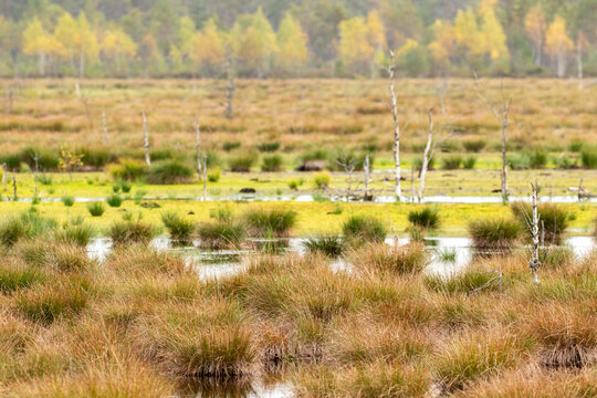 Peatland restoration at Viru Bog in Estonia, rewilding former peat extraction area