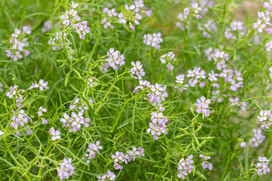 Cakile maritima, the European searocket blooming in light purple flowers during summer in Estonian nature