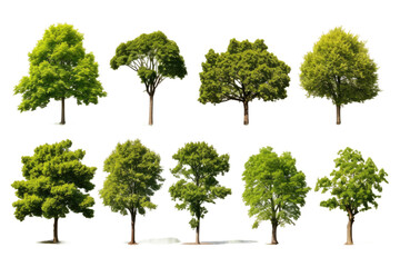 Diverse Types of Trees in a Forest Setting. On a White or Clear Surface PNG Transparent Background.