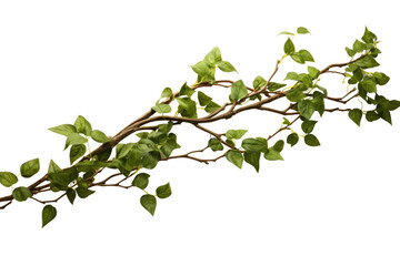 Green Leaves Branch on White Background. On a White or Clear Surface PNG Transparent Background.