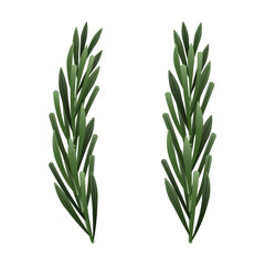 Green rosemary isolated on transparent and white background. Close-up element for food design decoration. Vector cartoon illustration for menu and restaurant. Fresh rosemary sprigs.