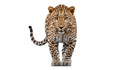 A large, striking leopard gracefully walks across a white background