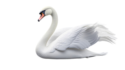 A majestic white swan gracefully spreads its wings in a display of beauty and power