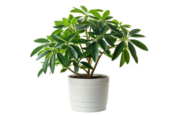 Potted Plant With Green Leaves on White Background. On a White or Clear Surface PNG Transparent Background.