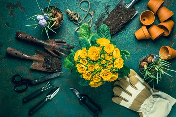Gardening tools, pruning, horticulture and vegetable garden. Gardening concept.