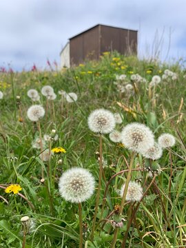 dandelions in the grass