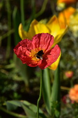 coquelicot