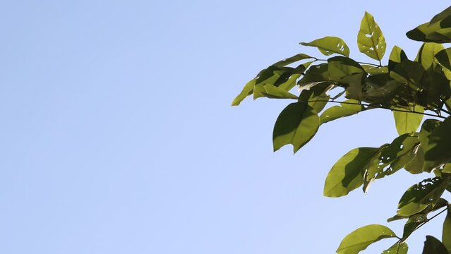 Leaves Against a Clear Blue Sky