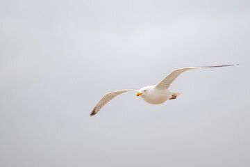 White seagull flying against sky