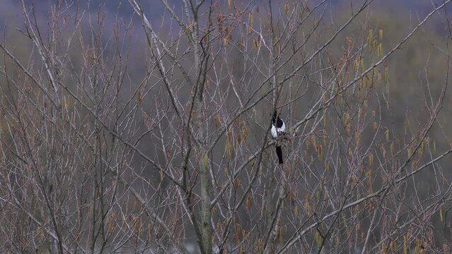 Eurasian Magpie, feather cleaning, spring (Pica pica) - (4K)