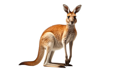 A kangaroo gracefully balances on its hind legs, showcasing its strength and agility