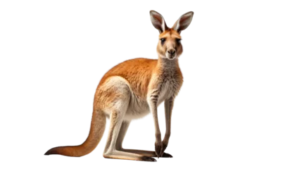 Fotobehang A kangaroo gracefully balances on its hind legs, showcasing its strength and agility © FMSTUDIO