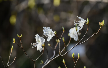 シロバナゲンカイツツジ