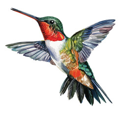 Fototapeta premium Hummingbird Clipart isolated on white background