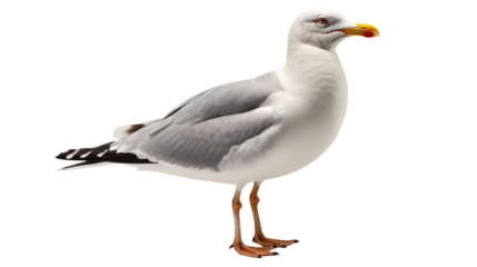 A seagull gracefully stands on a white surface, surveying its surroundings
