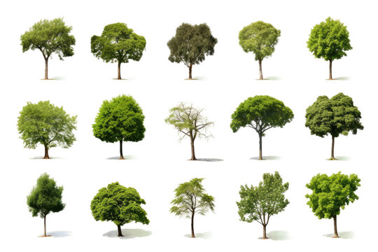 Variety of Trees in Mixed Forest Setting. On a White or Clear Surface PNG Transparent Background.