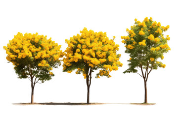 Three Trees With Yellow Flowers in a Row. On a White or Clear Surface PNG Transparent Background.