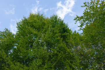 Green leaves on the tree and hazy sky on the background