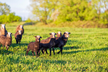 a flock of sheep and lambs grazing on a green meadow on a summer day on a farm