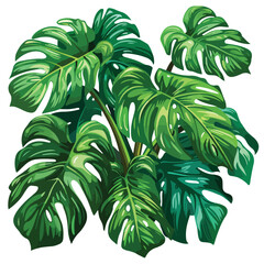 Monstera Clipart isolated on white background