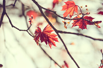 red leaves on japanese maple