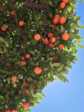 Orange tree in a summer day 