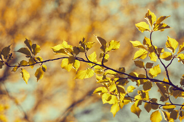 spring leaves on the tree