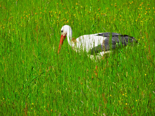 Stork looking for food in the grass