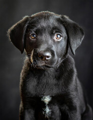 A portrait of a cute puppy shot in a studio with professional lighting