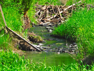 A dam built by beavers on a mountain stream