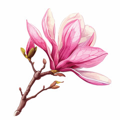 Pink Magnolia Clipart isolated on white background