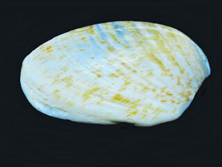 Fossiled clam (no. 1) - view from above