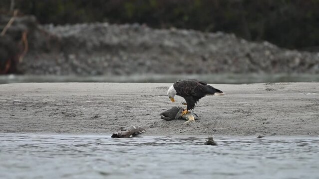 Bald Eagle (Haliaeetus leucocephalus) eating fish after a successful hunting for salmon in Fraser Valley, British Columbia, Canada. 4K Resolution