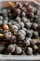 Fototapeta premium Freshly harvested blue grapes. Wine grapes background. Freshly harvested black grapes grown in a home vineyard