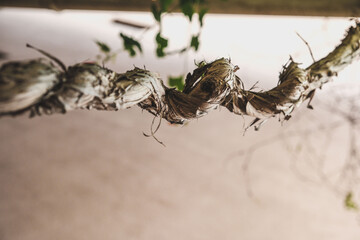 Twisted branch of a climbing plant of honeysuckle