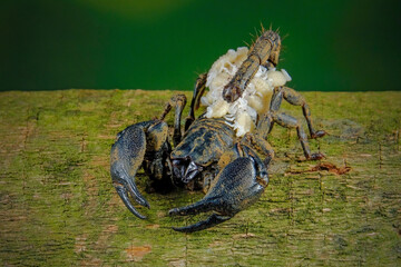female Chaerilus Celebensis scorpion carrying her new cub on her back