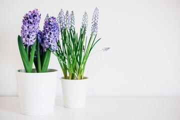 Beautiful fresh spring flowers such as hyacinth and muscari in full bloom against white background. Copy space for text. - obrazy, fototapety, plakaty