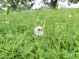 dandelion in the grass