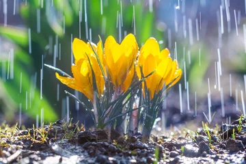 Poster Beautiful yellow crocus flowers in spring rain © physyk