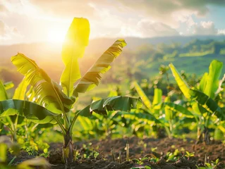Poster Sunlit scene overlooking the banana plantation with many bananas, bright rich color, professional nature photo © shooreeq
