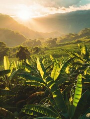 Sunlit scene overlooking the banana plantation with many bananas, bright rich color, professional...